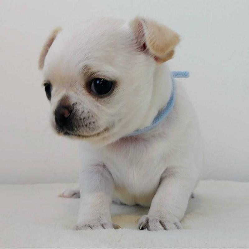 販売中の茨城県のチワパグ:チワワ×パグ-441103の3枚目