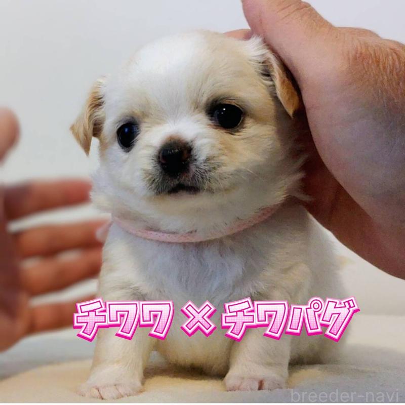 販売中の茨城県のチワパグ:チワワ×パグ-441104