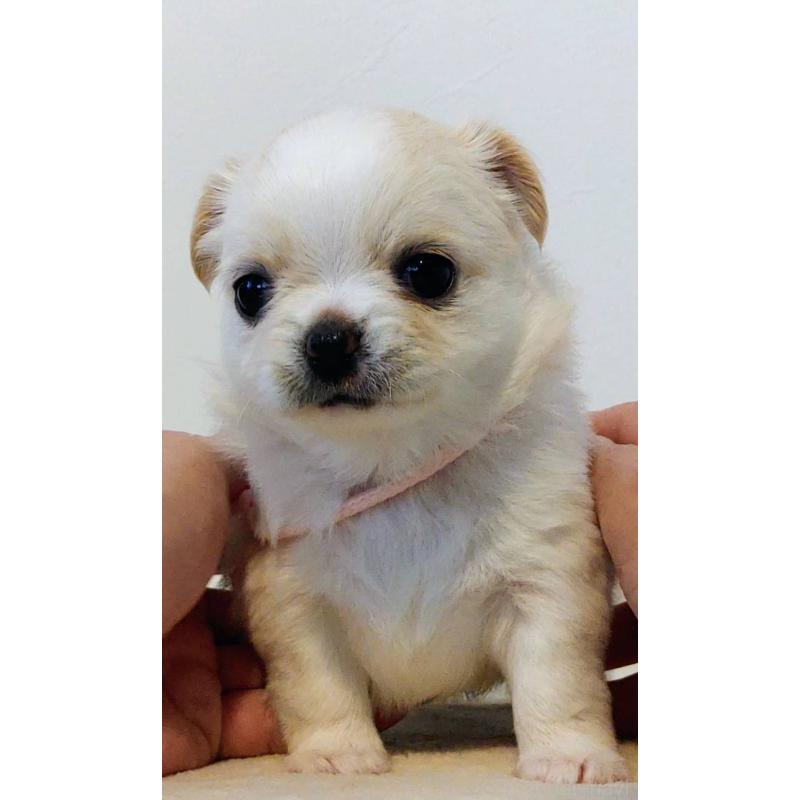 販売中の茨城県のチワパグ:チワワ×パグ-441104の18枚目