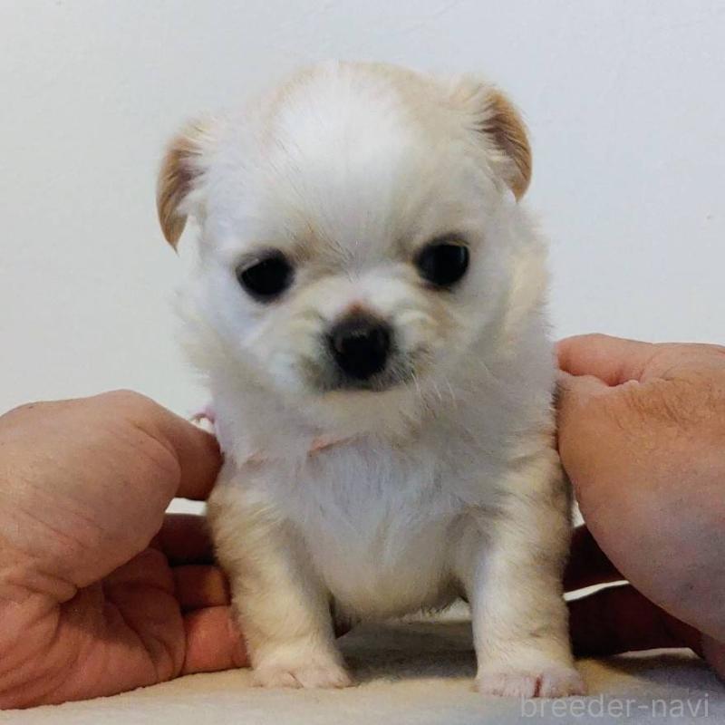 販売中の茨城県のチワパグ:チワワ×パグ-441104の17枚目