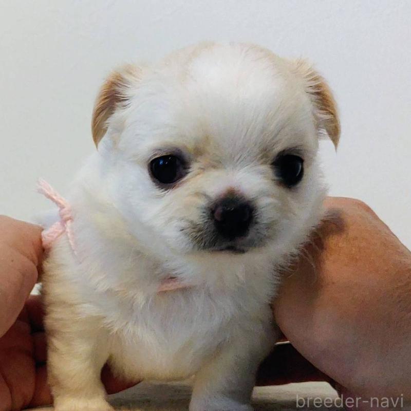 販売中の茨城県のチワパグ:チワワ×パグ-441104の16枚目