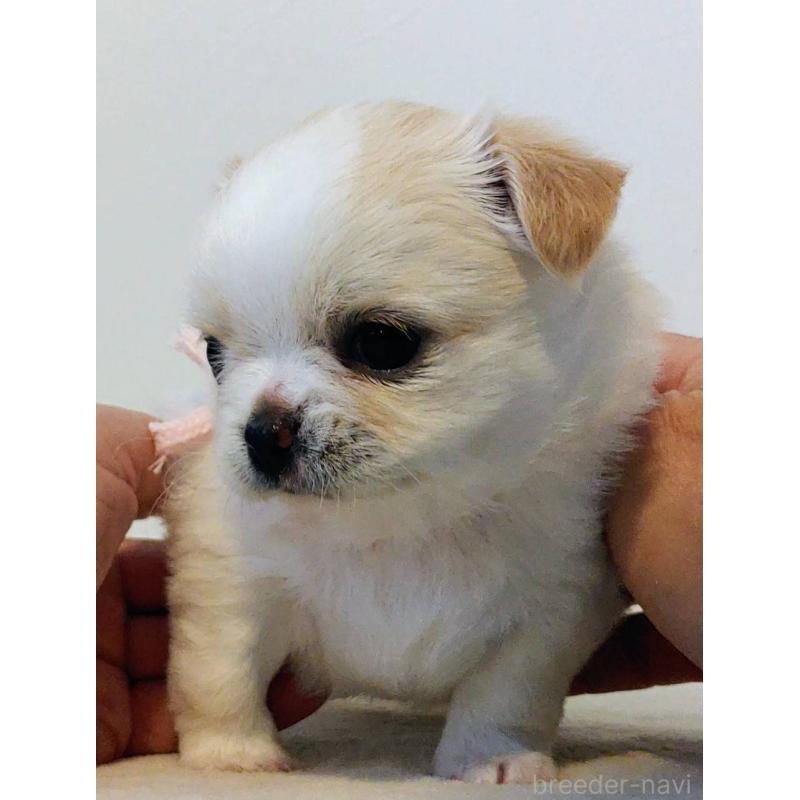 販売中の茨城県のチワパグ:チワワ×パグ-441104の15枚目