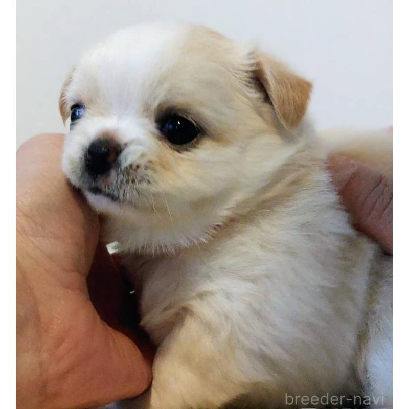 販売中の茨城県のチワパグ:チワワ×パグ-441104の14枚目