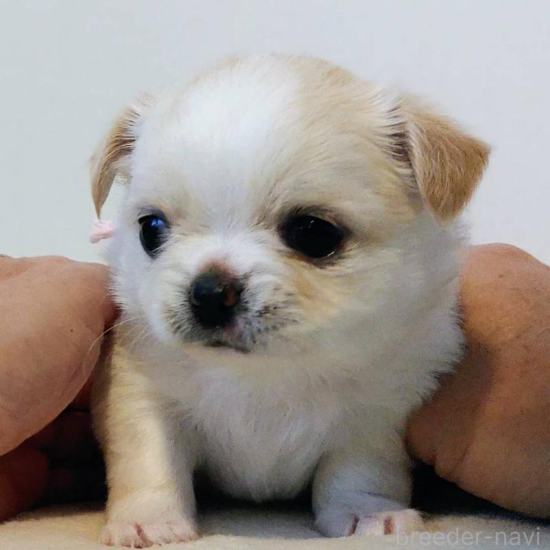 販売中の茨城県のチワパグ:チワワ×パグ-441104の13枚目