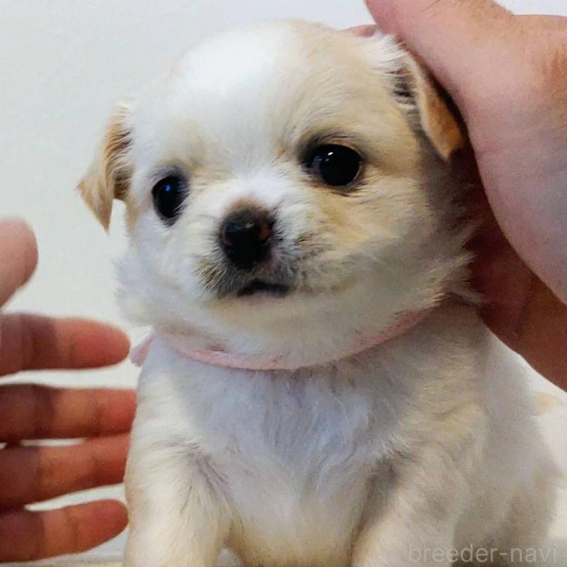 販売中の茨城県のチワパグ:チワワ×パグ-441104の12枚目