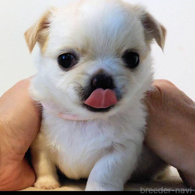 販売中の茨城県のチワパグ:チワワ×パグ-441104の11枚目