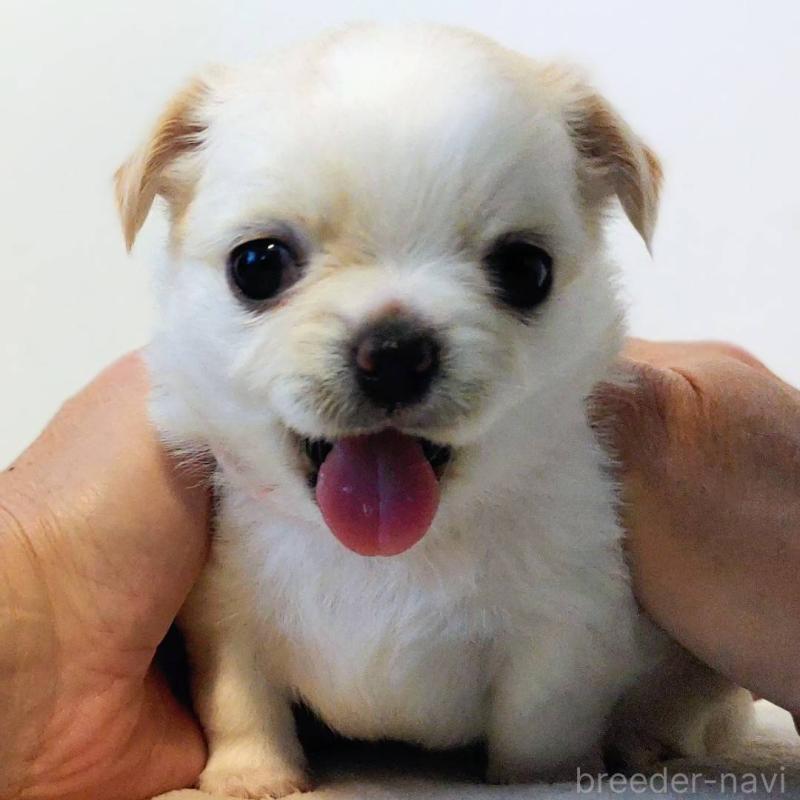 販売中の茨城県のチワパグ:チワワ×パグ-441104の10枚目