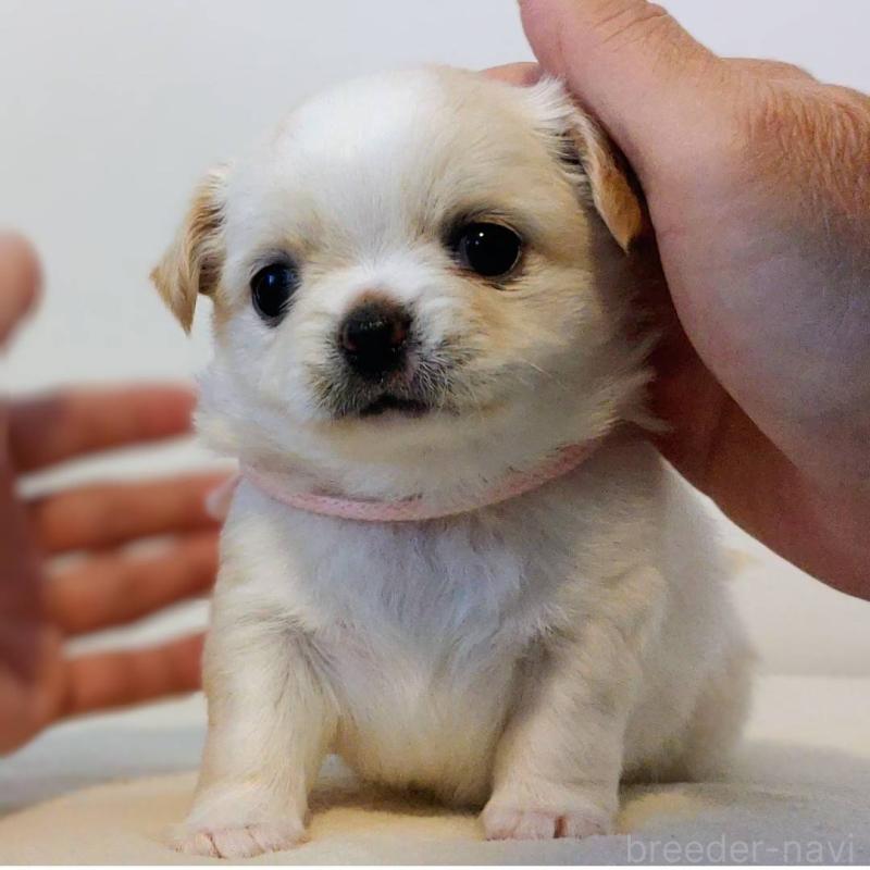 販売中の茨城県のチワパグ:チワワ×パグ-441104の9枚目