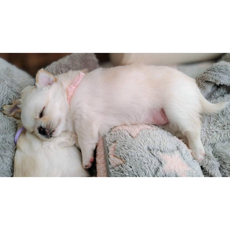 販売中の茨城県のチワパグ:チワワ×パグ-441104の8枚目