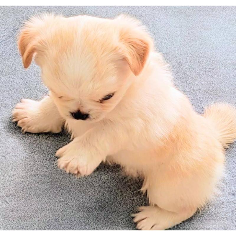 販売中の茨城県のチワパグ:チワワ×パグ-441104の7枚目