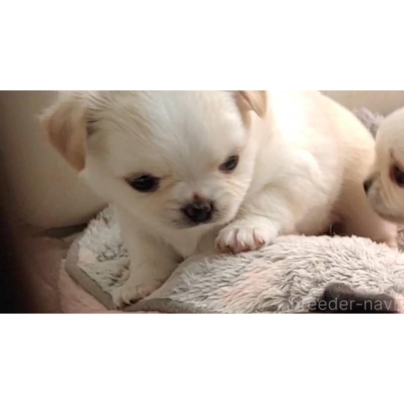 販売中の茨城県のチワパグ:チワワ×パグ-441104の6枚目