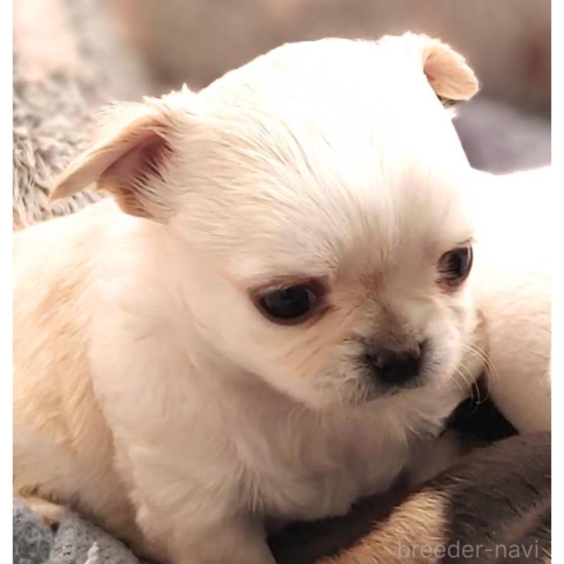 販売中の茨城県のチワパグ:チワワ×パグ-441104の4枚目