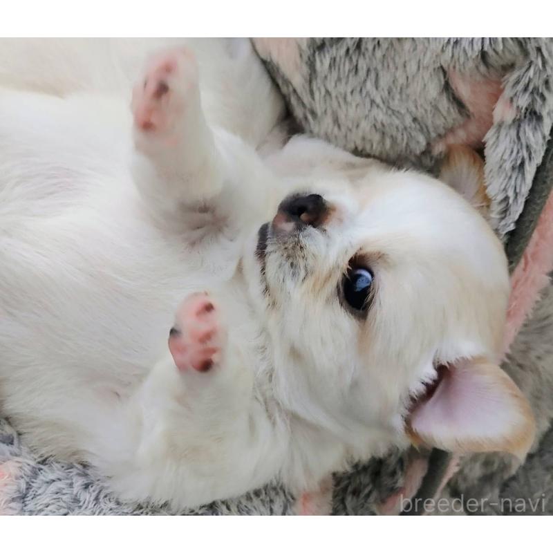 販売中の茨城県のチワパグ:チワワ×パグ-441104の2枚目