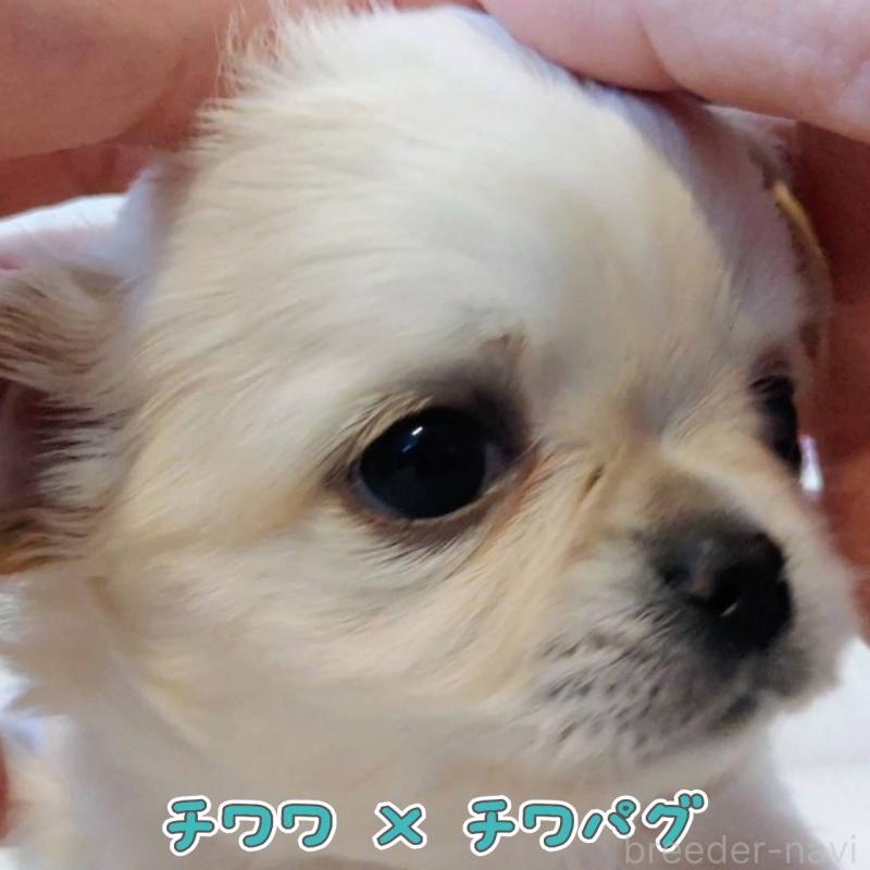 販売中の茨城県のチワパグ:チワワ×パグ-441105