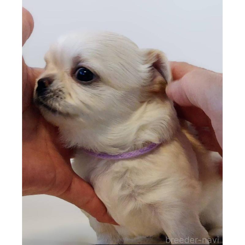 販売中の茨城県のチワパグ:チワワ×パグ-441105の14枚目