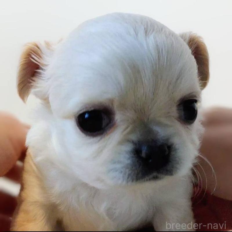 販売中の茨城県のチワパグ:チワワ×パグ-441105の12枚目