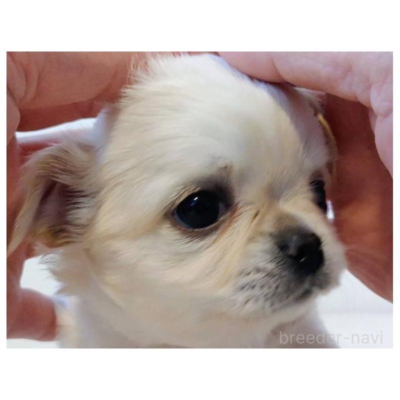 販売中の茨城県のチワパグ:チワワ×パグ-441105の13枚目