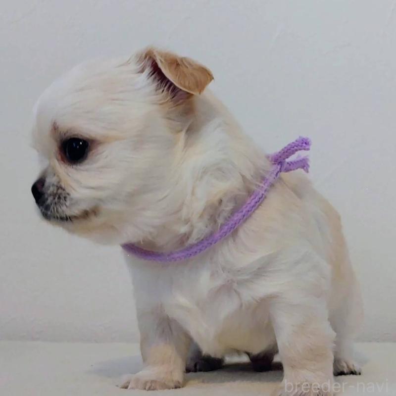 販売中の茨城県のチワパグ:チワワ×パグ-441105の11枚目