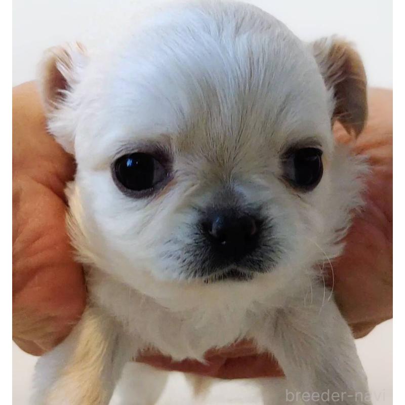 販売中の茨城県のチワパグ:チワワ×パグ-441105の9枚目