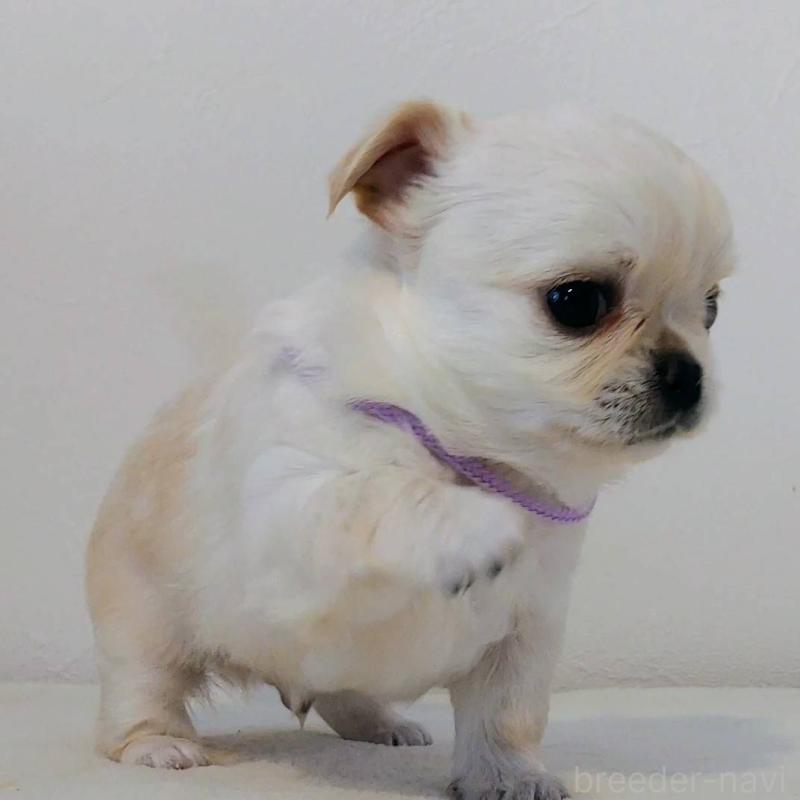 販売中の茨城県のチワパグ:チワワ×パグ-441105の8枚目