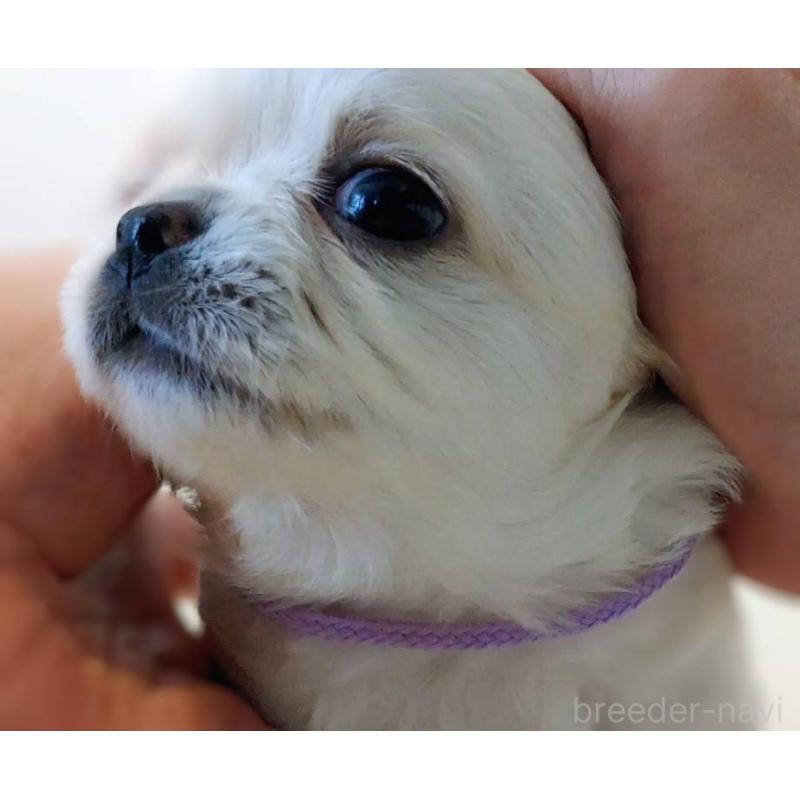 販売中の茨城県のチワパグ:チワワ×パグ-441105の7枚目