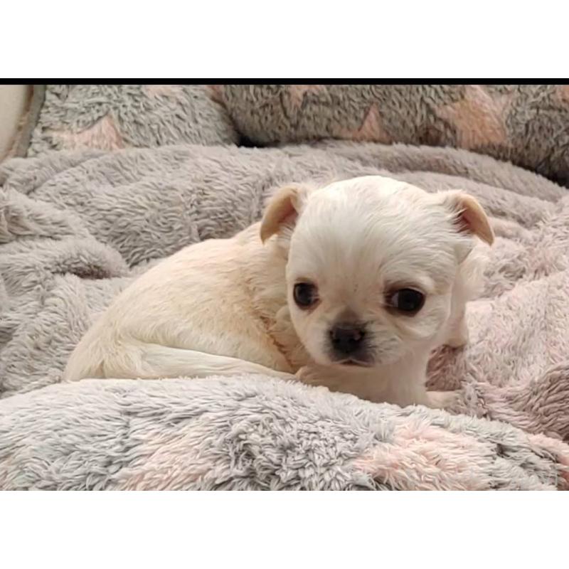 販売中の茨城県のチワパグ:チワワ×パグ-441105の6枚目