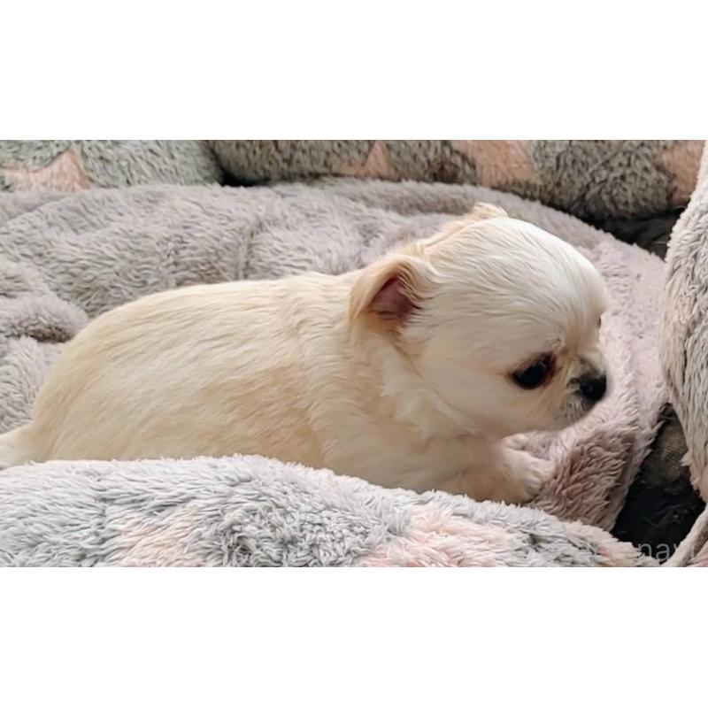 販売中の茨城県のチワパグ:チワワ×パグ-441105の4枚目