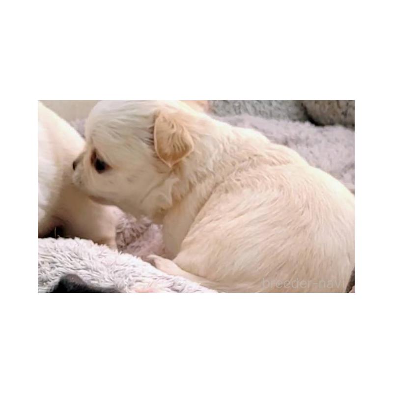 販売中の茨城県のチワパグ:チワワ×パグ-441105の5枚目