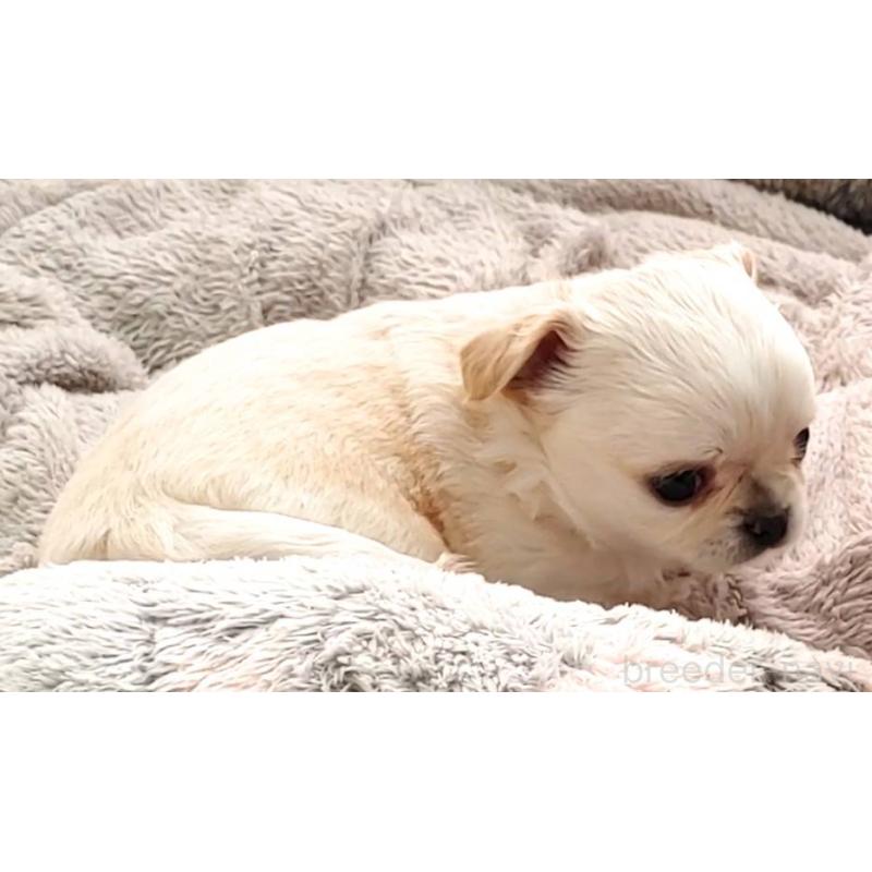 販売中の茨城県のチワパグ:チワワ×パグ-441105の3枚目