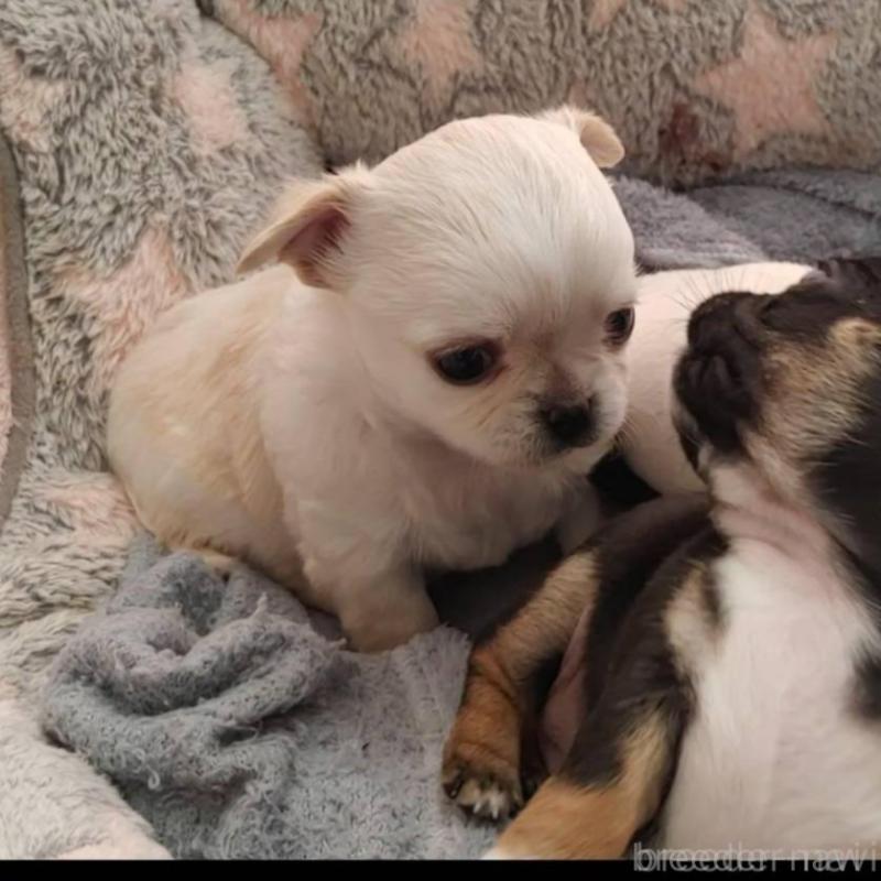 販売中の茨城県のチワパグ:チワワ×パグ-441105の2枚目