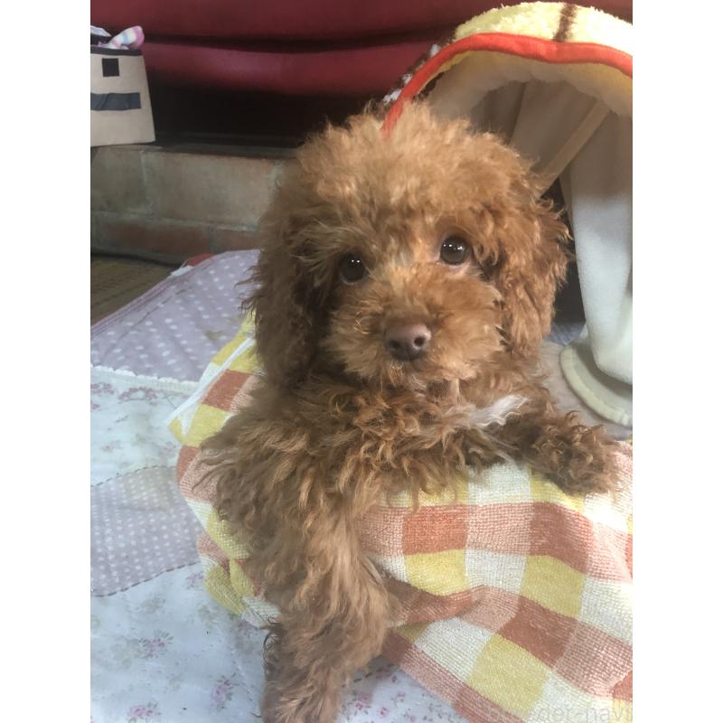 販売中の兵庫県のトイプードル-425599