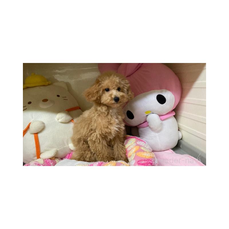 販売中の富山県のトイプードル-423481の2枚目