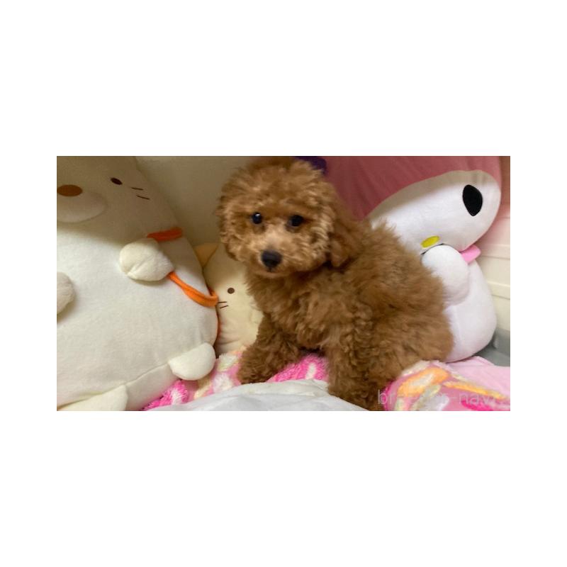 販売中の富山県のトイプードル-421864の6枚目