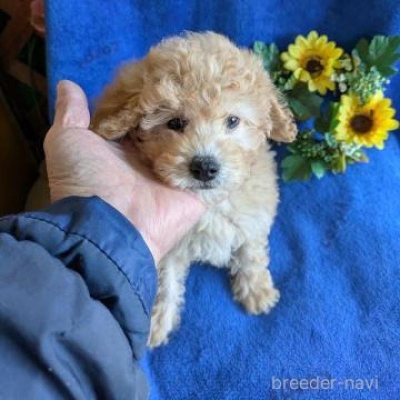 販売中の鹿児島県のトイプードル-441107の3枚目