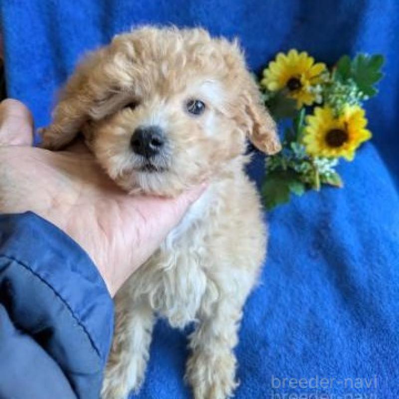 販売中の鹿児島県のトイプードル-441107の2枚目