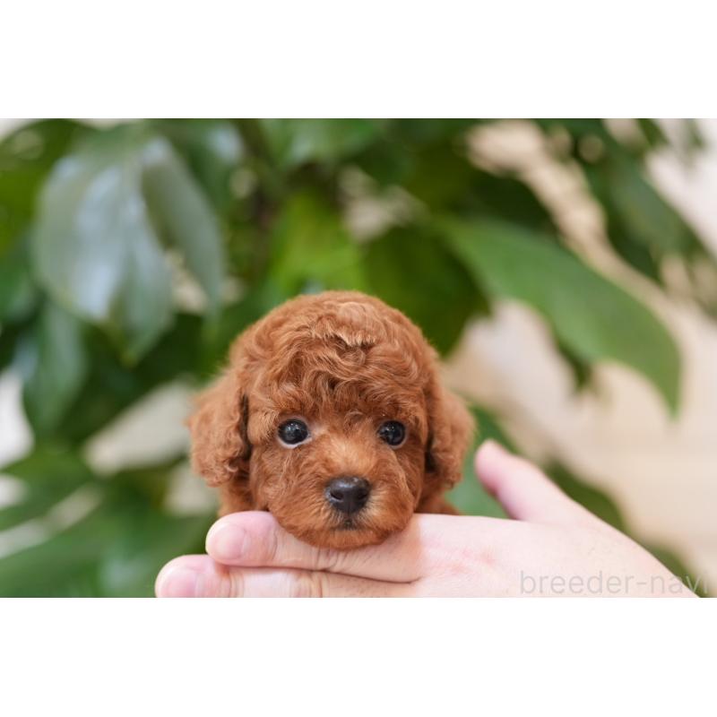 販売中の千葉県のタイニープードル-441108の5枚目