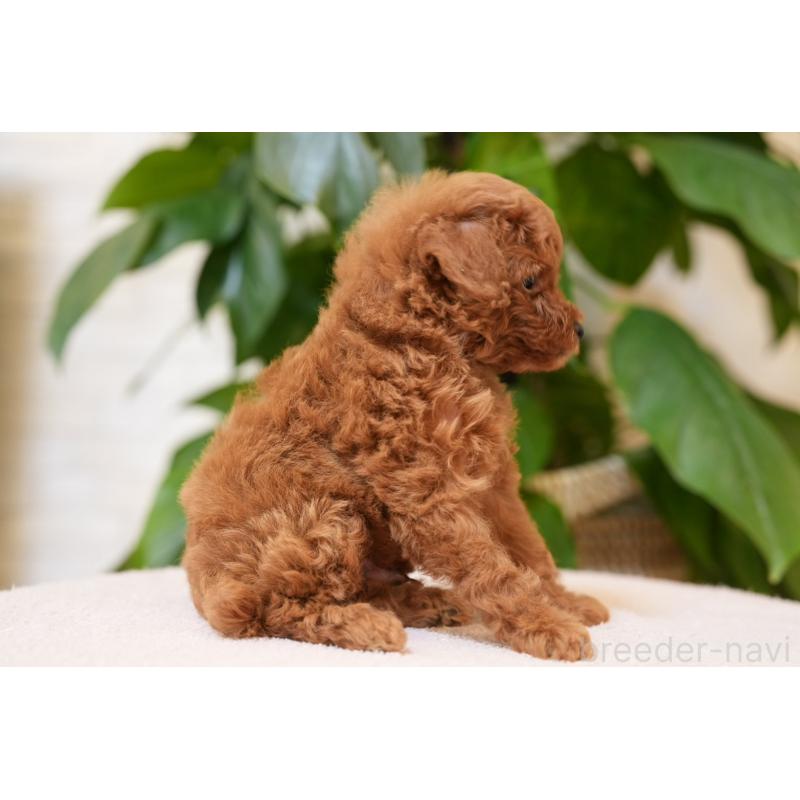 販売中の千葉県のタイニープードル-441108の4枚目