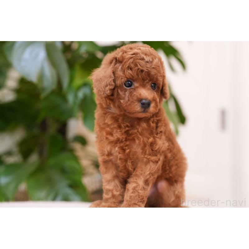 販売中の千葉県のタイニープードル-441108の3枚目