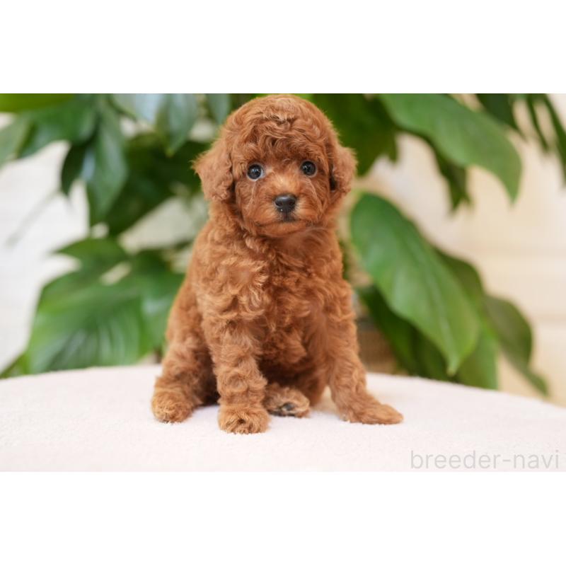 販売中の千葉県のタイニープードル-441108の2枚目
