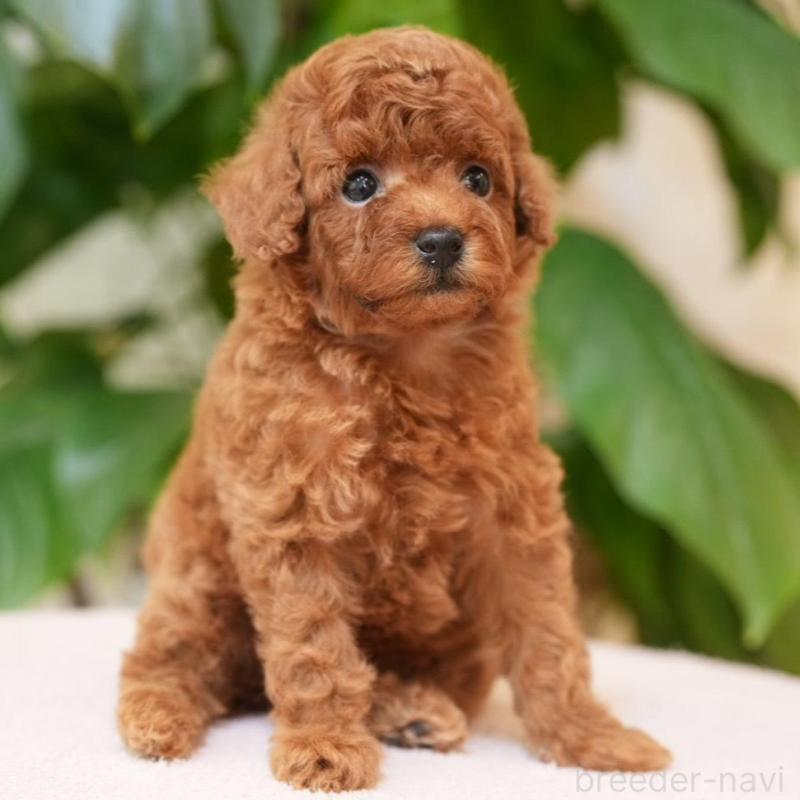 販売中の千葉県のタイニープードル-441108の1枚目