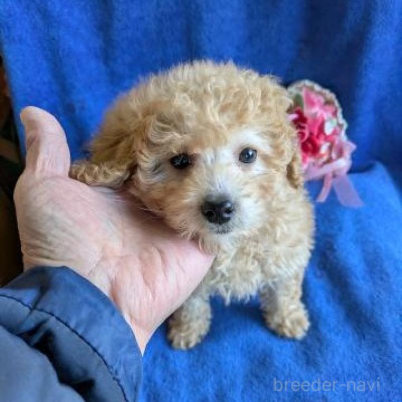 販売中の鹿児島県のトイプードル-441109の3枚目