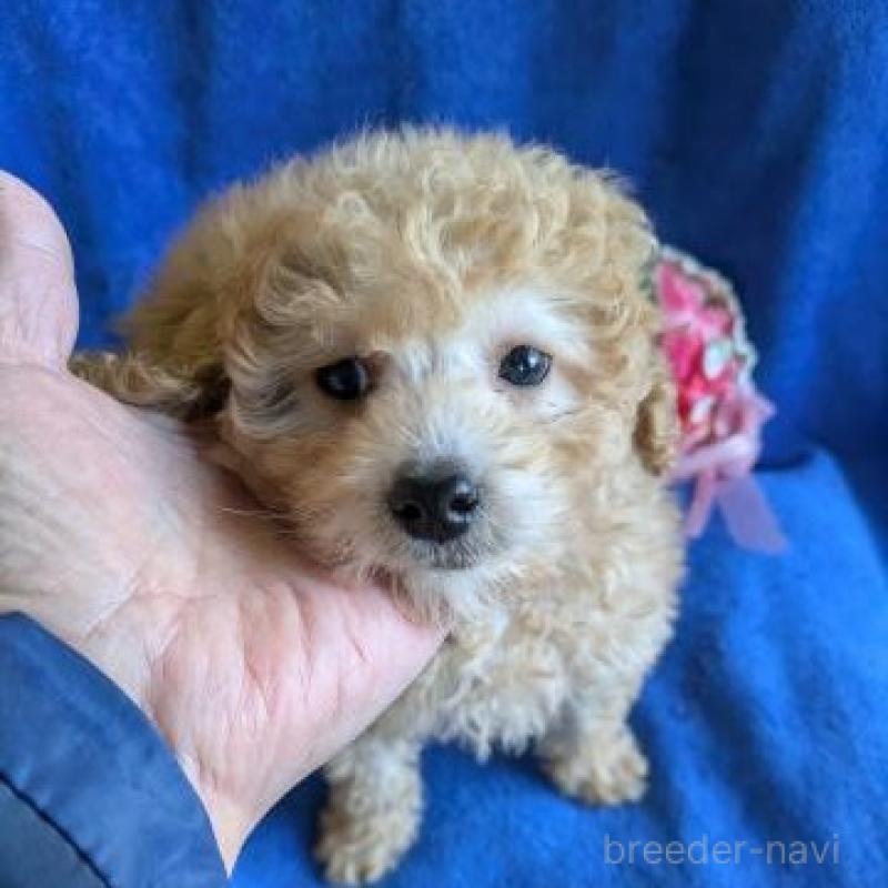 販売中の鹿児島県のトイプードル-441109の2枚目