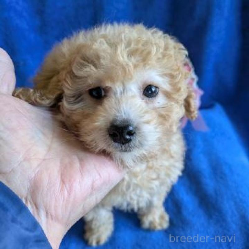 販売中の鹿児島県のトイプードル-441109の1枚目