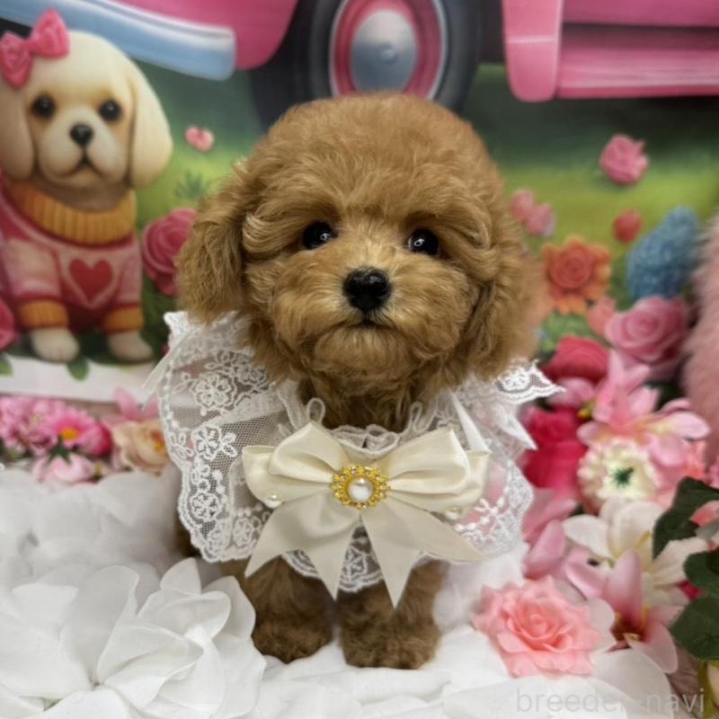 成約済の広島県のタイニープードル-433184の5枚目