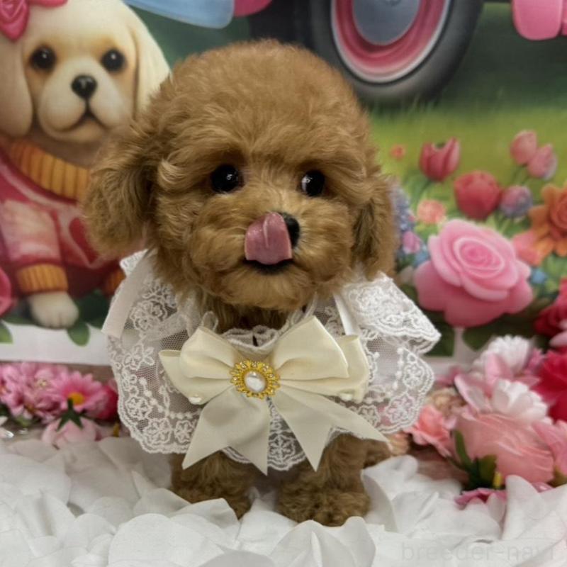 成約済の広島県のタイニープードル-433184の4枚目