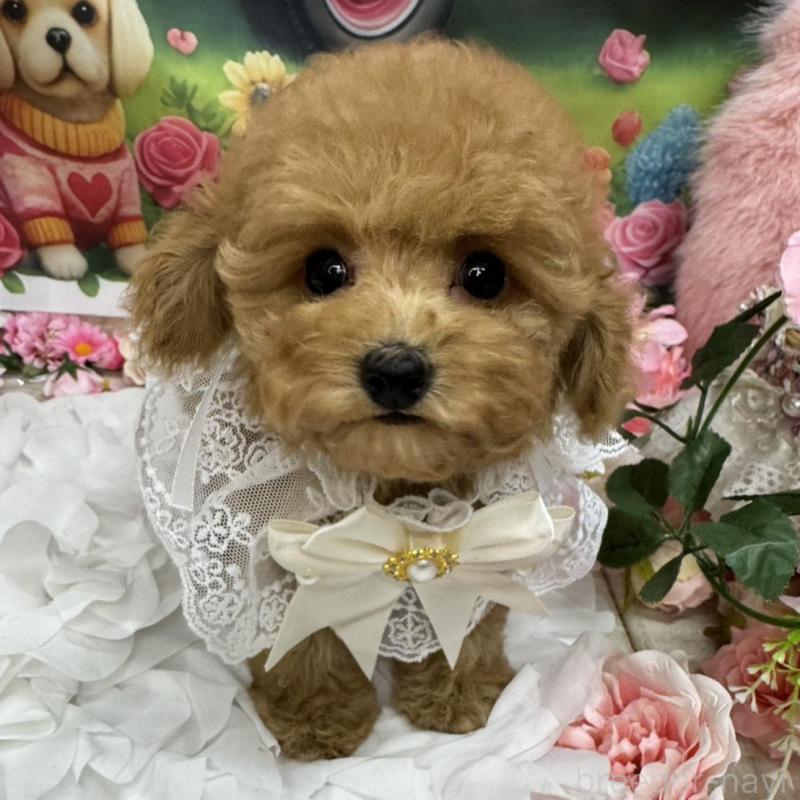 販売中の広島県のタイニープードル-433184