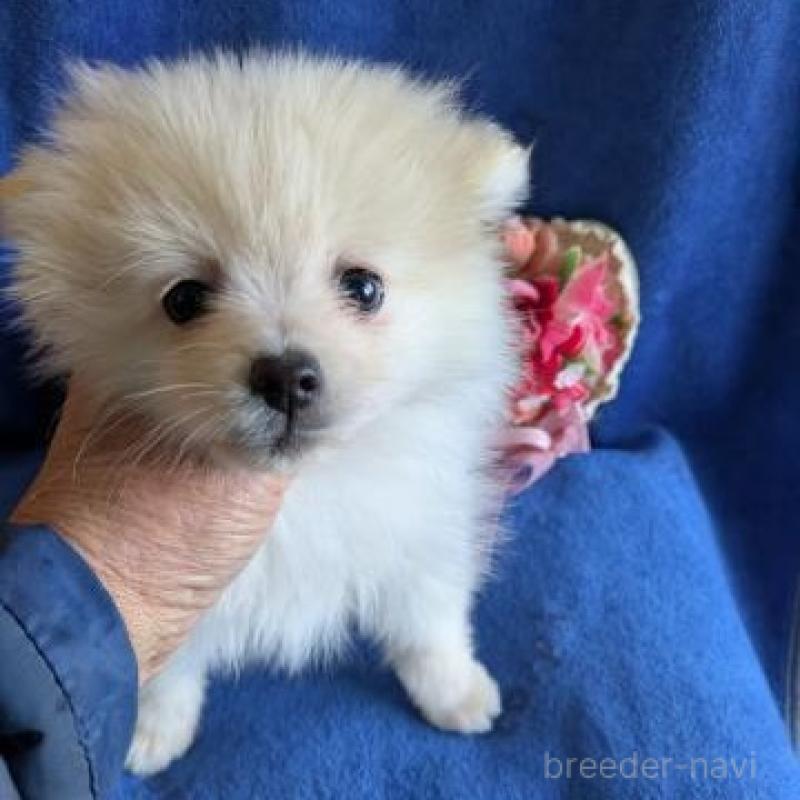 販売中の鹿児島県のポメラニアン-441110の3枚目