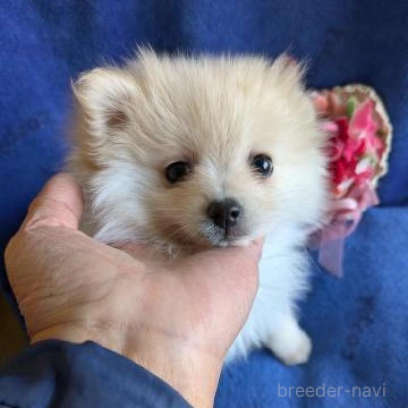 販売中の鹿児島県のポメラニアン-441110の2枚目