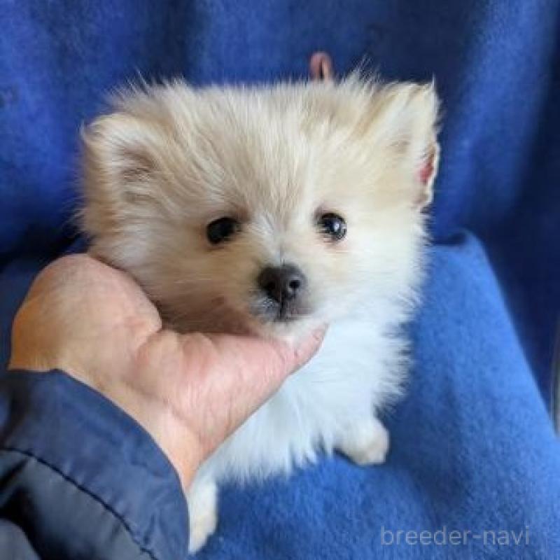 販売中の鹿児島県のポメラニアン-441110