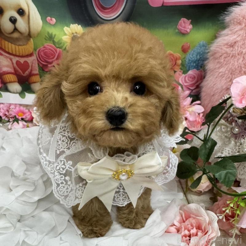 成約済の広島県のタイニープードル-433184の2枚目